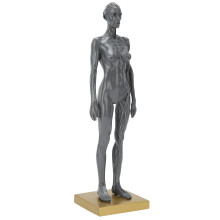 30 cm weibliches muskuloskelettales Anatomiemodell aus Resin, edukative Skulptur