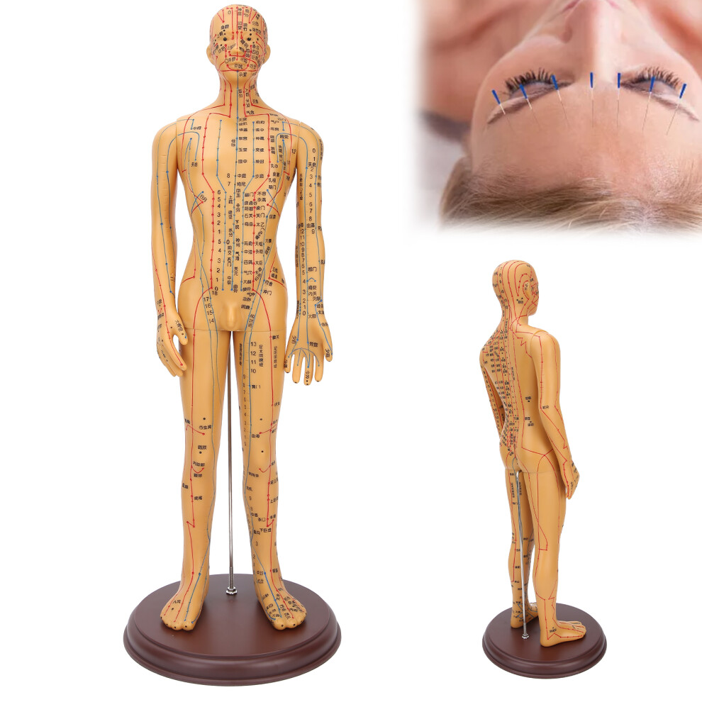 Educational Acupuncture Vinyl Model with Precise Acupoint and Accessories