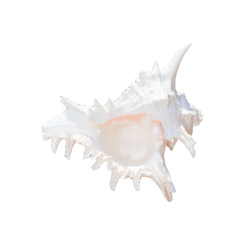 Natural Conch Shell Decors Large Seashells for Fish Tanks Decors