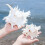 Natural Conch Shell Decors Large Seashells for Fish Tanks Decors 5