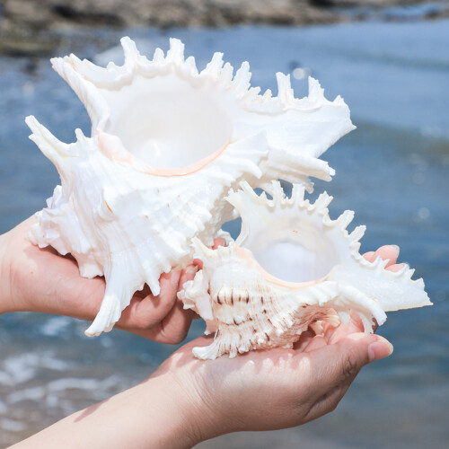 Natural Conch Shell Decors Large Seashells for Fish Tanks Decors 1