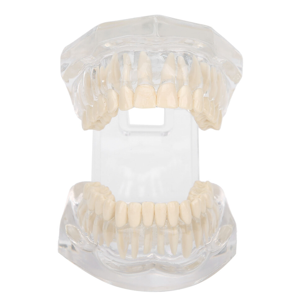 Transparent Acrylic Dental Teeth Model for Teaching & Demo