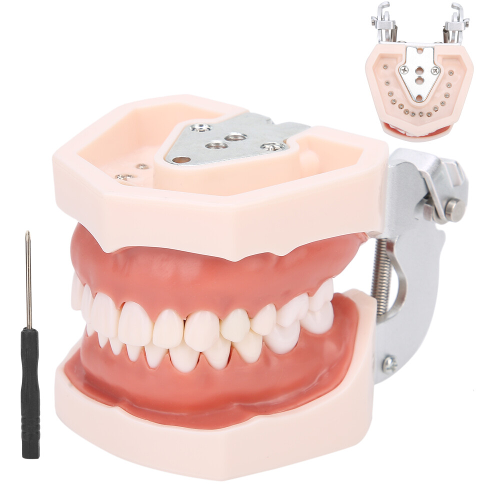 Dental Education: Detachable Teeth Model w/ Screwdriver for Practice & Study