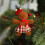 Gingerbreads Man Christmas Tree-Gingerbread man with 6