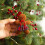 Gingerbreads Man Christmas Tree-Gingerbread man with 7