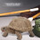 Vivid Animal Model Simulation Elephant Tortoise Solid Toy for Kids 10