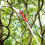 4 Wheels Sharp Garden Pruning Shear Tree Trimmer Clipper 36.5cm 14