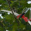 4 Wheels Sharp Garden Pruning Shear Tree Trimmer Clipper 36.5cm 13