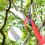4 Wheels Sharp Garden Pruning Shear Tree Trimmer Clipper 36.5cm 16