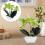 Künstliche Echte Orchidee Phalaenopsis Grün 1 Satz 6
