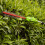 Greenworks 40V Pole Saw & Hedge Trimmer - tool only 7