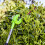 Greenworks 24V Pole Hedge Trimmer 51cm - tool only 4