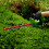 Greenworks 40V Hedge Trimmer 61cm - 2Ah Battery 12