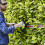 Greenworks 40V Hedge Trimmer 61cm - 2Ah Battery 10