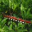 Greenworks 40V Hedge Trimmer 61cm - tool only 11