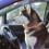 Cat Tracer Halsband Draagbaar En Puppy's 9