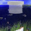 Vis Kweekbox Vis Isolatiebox Aquarium Vis Scheder 11
