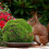 1Pc Simulation Natural Dried Moss For Home Flowerpot Decor 7