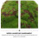 1Pc Simulation Natural Dried Moss For Home Flowerpot Decor 10