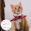 4Pcs Colorful Summer Fruit Cat Collar For Small Kitten 5