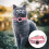 Pet Locator Halsband Compatibel Met Airtags 3