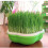 Bean Sprout Germination Pot Soilless Hydroponic Wheat Seedling Plantin 5