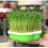 Bean Sprout Germination Pot Soilless Hydroponic Wheat Seedling Plantin 6
