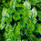 Τεχνητή οθόνη φράχτη απορρήτου Faux Ivy Leaf Screening Hedge για Outd 7