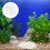 2 Packs 500G Aquarium Steine 10