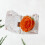 2 Ewigkeitsrose Aus Getrockneter Mit Schubladenbox Orange 11