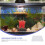 1 Esponja Acuario Permeable 11
