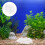 2 Packs De 500 G Coloré Pour Aquarium 10