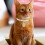 2 Unidades Ajustables Para Mascotas Y 7