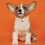 2 Unidades Ajustables Para Mascotas Y 8