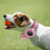 para Collar Localizador Mascotas con 8