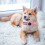 para Collar Localizador Mascotas con 9