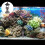 2Stk Aquarium 10