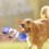 Garrafa De Com Para Cachorro Portátil 10
