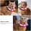 Pet Costume com e Decorativo 9