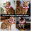 Pet Costume com e Decorativo 7