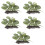 5 Unidades Simulação Planta Para 9