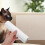 Cat Scratch Guard Tape, Trainingstape Für Katzen, Transparent 6