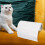 Cat Scratch Guard Tape, Trainingstape Für Katzen, Transparent 4