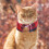 10 Unidades Collar De Ajustable Con Y 8