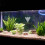 Automático Peces Acrílico 11
