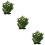 3 Peças Planta Aquática Artificial Plástico Para 9