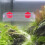 Fish Feeder For Aquarium Tank With Suction Cup And Feeding Ring 6