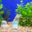 2Stk Glow In The Dark Seeanemone Für Aquarium 4