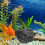 Naturali Pietre Per Vasi E Acquari Decorativi 4