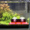 Base De Coral Acrílica Roja Para En De Peces 3